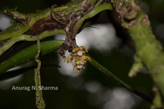 Smithsonia straminea